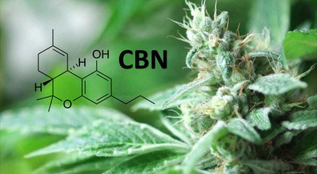 מה זה הקנבינואיד CBN (קנאבינול)? ומהם היתרונות הבריאותיים שלו?