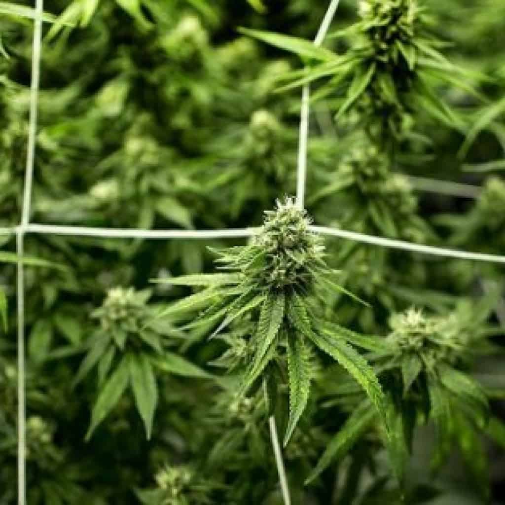 צמחי קנאביס - גידול ביתי ללא הרשעה