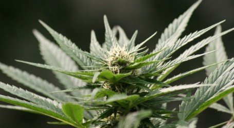 “אי הפללה באחריות” – בינתיים מספקים אמ.די לקטינים