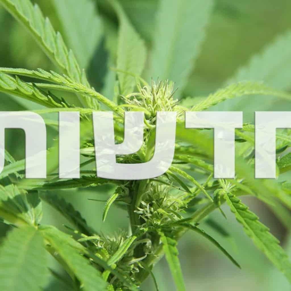 ירוק בעולם
