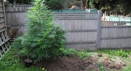 הנחיה חדשה מהמשטרה: גידול ביתי מצומצם ייחשב לעבירת החזקה בלבד