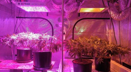 נורת לד לגידול צמחים – יתרונות וחסרונות