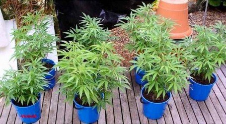 חולה פוסט טראומה נעצר על גידול קנאביס בחצר ושוחרר למעצר בית