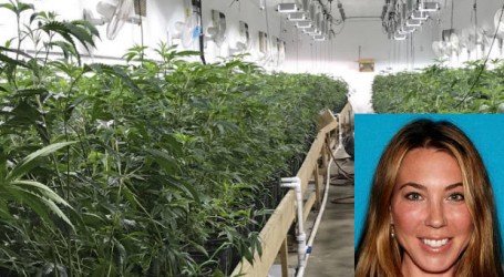 העשב של השכן – לוס אנג’לס: 24 אלף צמחי קנאביס נתפסו במחסן ששייך לאמא בת 43