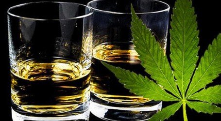 בפעם המיליון: גראס עדיף על אלכוהול