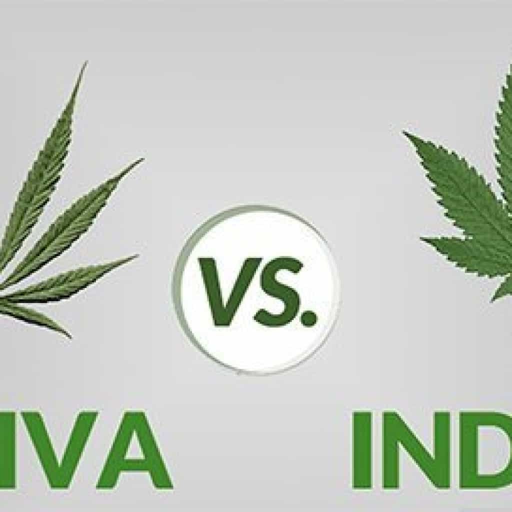 זן קנאביס חדש