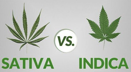 מה הופך זן למיוחד