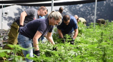 עסקי הקנאביס – מה המדינה מרוויחה (או מפסידה) מתפיסה של טון קנאביס?