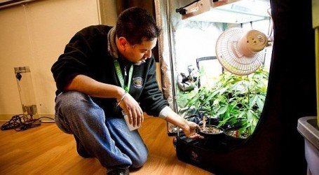 גידול קנאביס – הסט-אפ