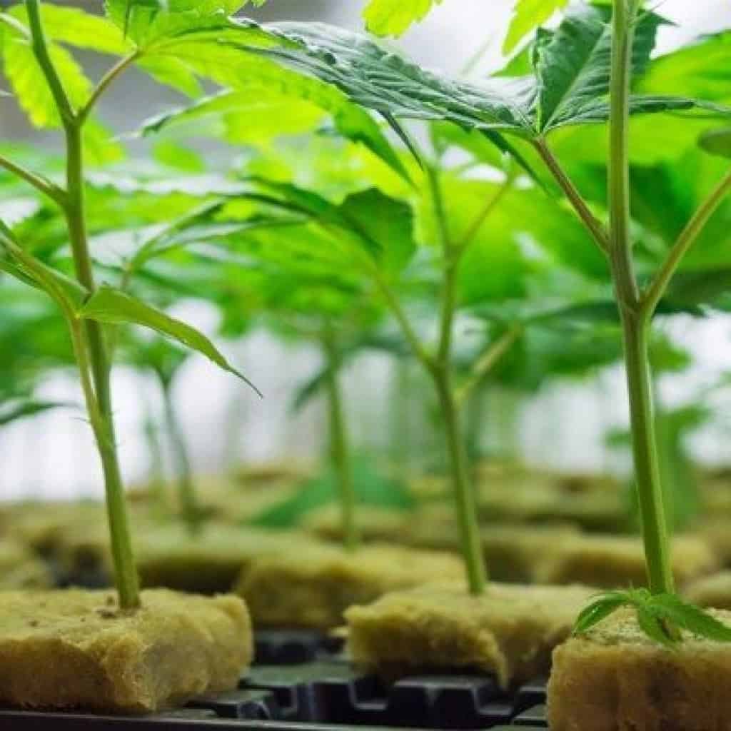 קנאביס מייחורים.