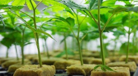 שיטות וטיפים לגידול קנאביס מייחורים