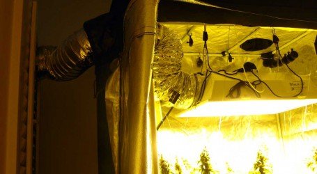 גידול קנאביס בחום הישראלי – מה עושים כשחלל הגידול חם מדי?