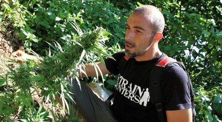 פרנקו לויה, צייד זנים ואייקון קנאביס, הלך לעולמו