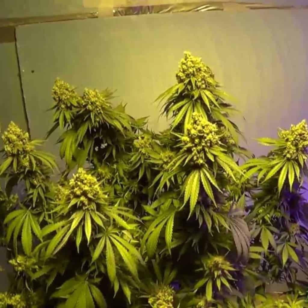 מגדל קנאביס