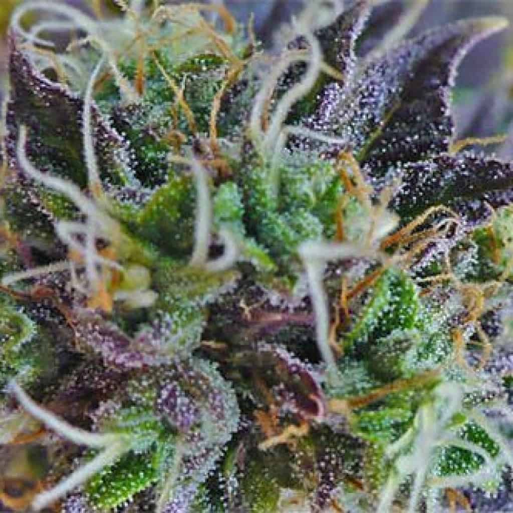 קנאביס ססגוני