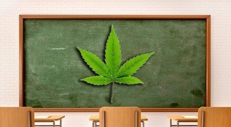 ארה”ב וקנאביס – למרות החשש מהאי הפללה: ירידה בשימוש של קנאביס בקרב בני נוער