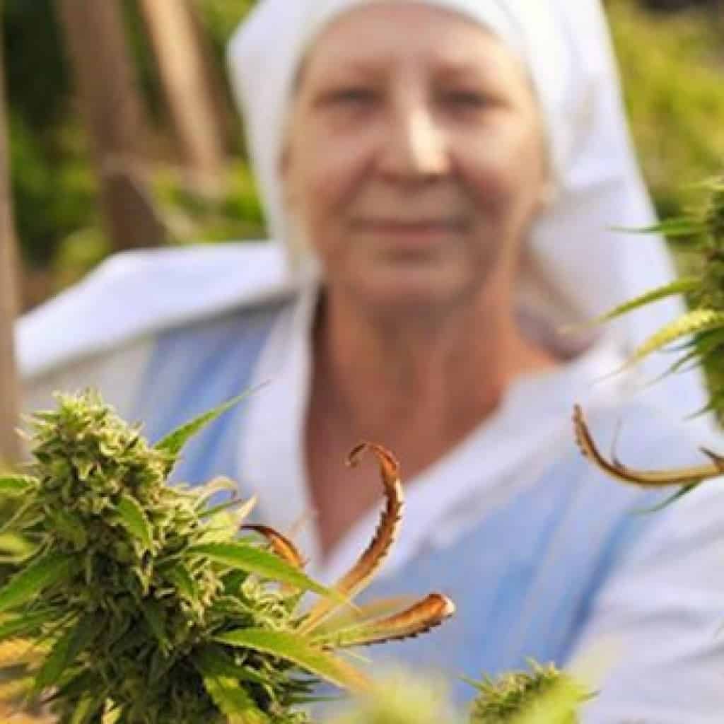 שיח אחראי על קנאביס