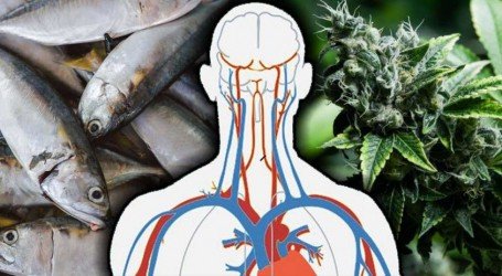 מחקר: מחסור באומגה 3 יכול להקשות עליכם לחוות את השפעת הקנאביס