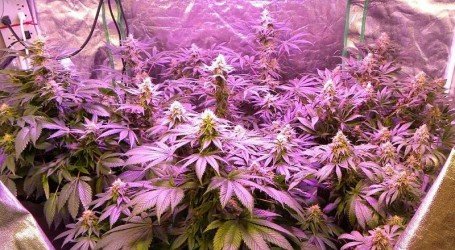 חותרים למקסימום: 6 טיפים לגידול קנאביס שיניבו לכם יותר תפוקה מאותו חלל הגידול