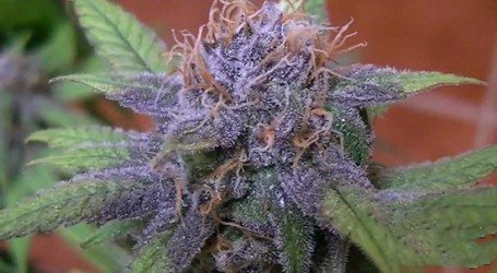 עשרה זנים מומלצים לגידול