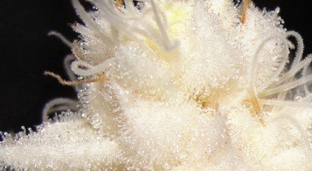 קנאביס לבקן – למה זה קורה? ומה עושים?