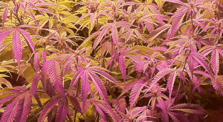 מדריך גידול- שלב הצמיחה