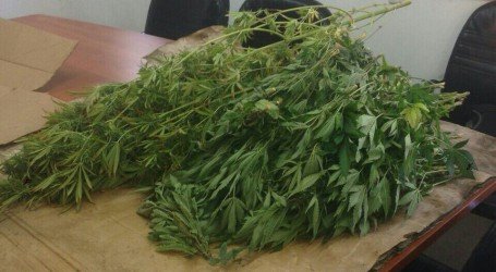 משטרת ישראל במרדף אחרי צמחים בירושלים ומודיעין