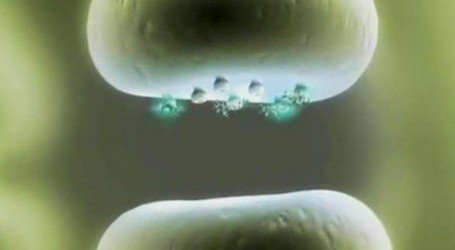 קנאביס ופוסט טראומה – כיצד קנאביס מסייע – וידאו מהסרט “תשוקת הבוטניקה”