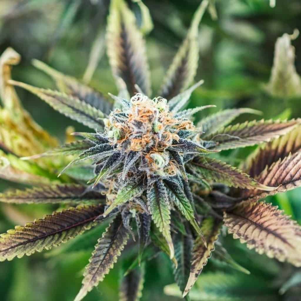 גידול קנאביס בישראל