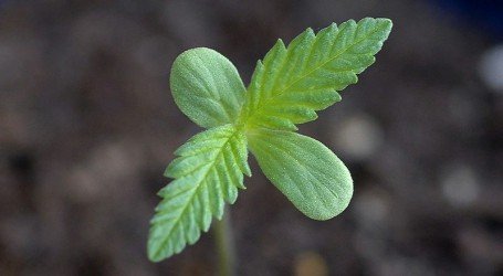 גידול קנאביס – אנשים שוכחים שזה רק צמח