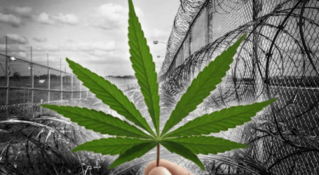 בנו של בוב מארלי הופך בית כלא לחוות גידול קנאביס