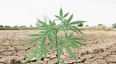 בגלל הכסף: זימבבואה מאשרת גידול קנאביס לייצוא ולשימוש רפואי