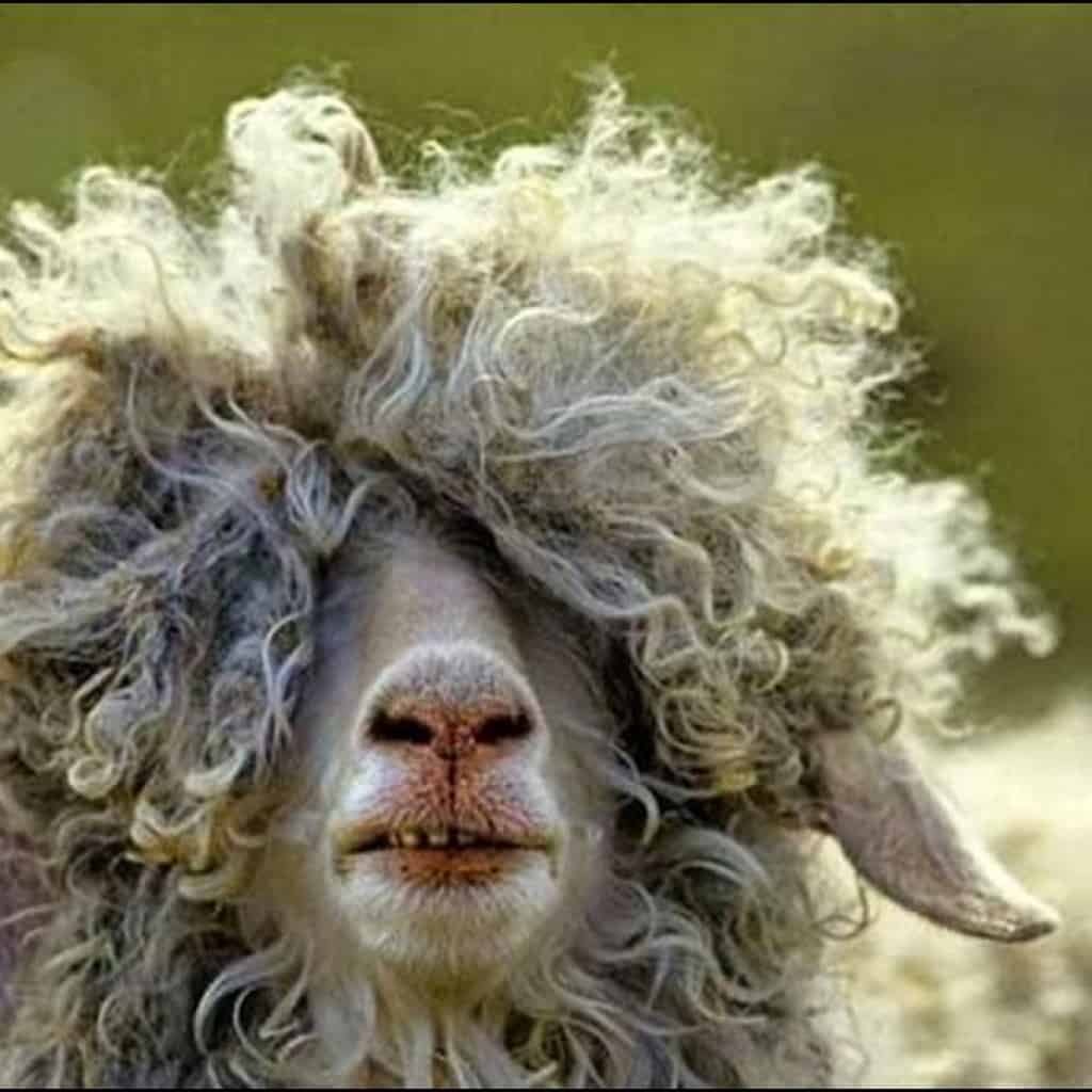 קנאביס וחיות