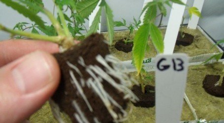 לשכפל את ההצלחה: המדריך של ייחור קנאביס