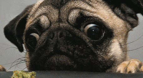 הכלב אכל לי את הקנאביס! (מה עושים?)