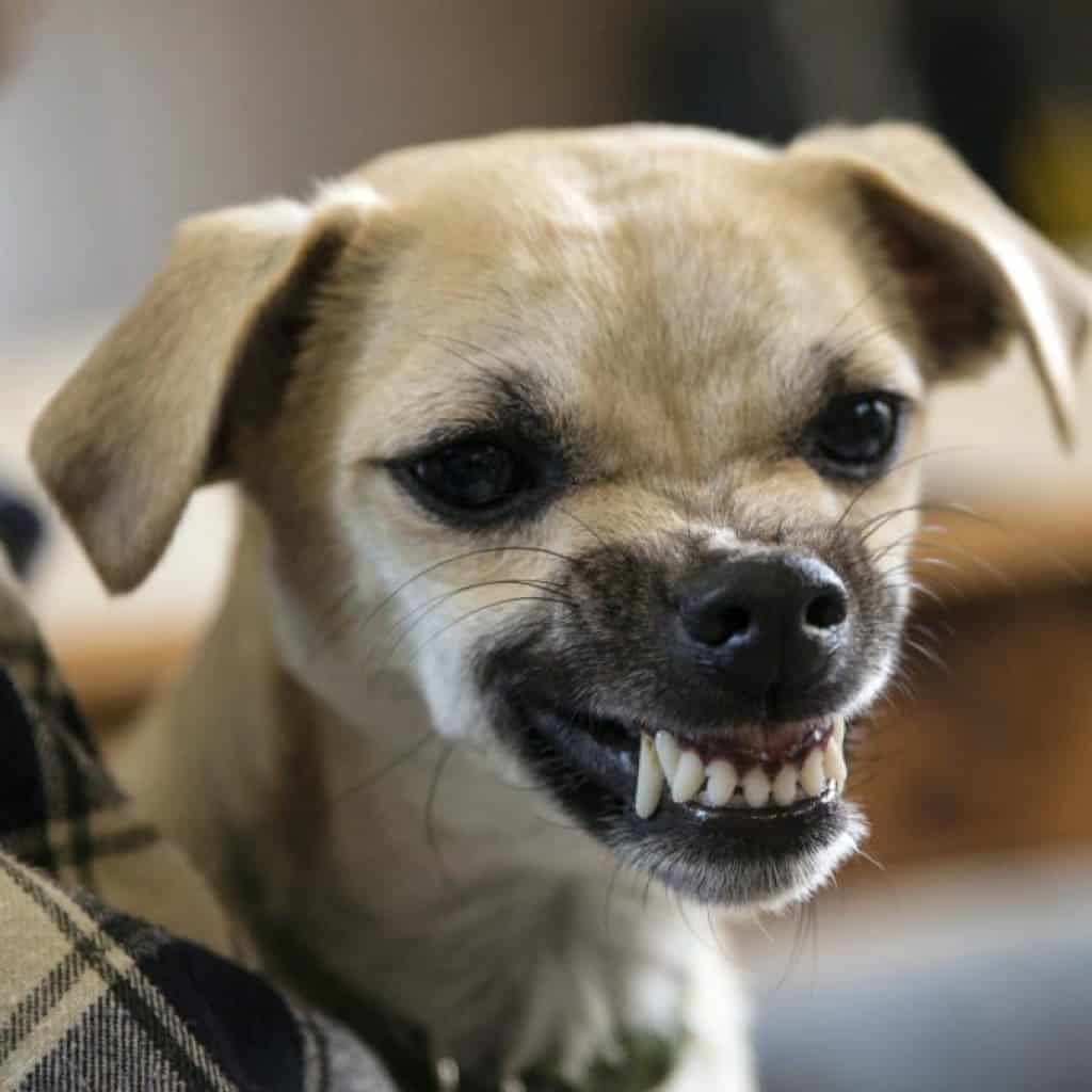 קנאביס לבעלי חיים