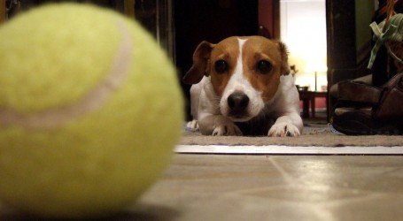 קנאביס וכלבים – 10 צעדים פשוטים ללמד את הכלב שלכם למצוא קנאביס