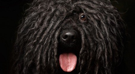 מוצר חדש באנגליה: תמצית CBD להורדת לחץ לכלבים וחתולים