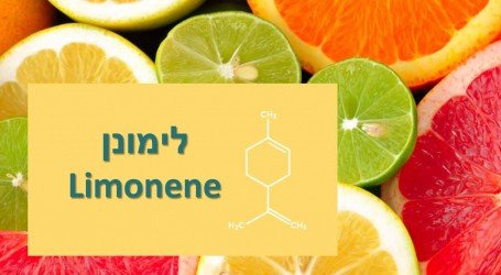מה זה לימונן (Limonene), ומה הם היתרונות של טרפן הקנאביס הנפוץ כל כך?