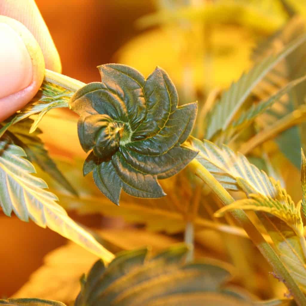 מוטציות של קנאביס