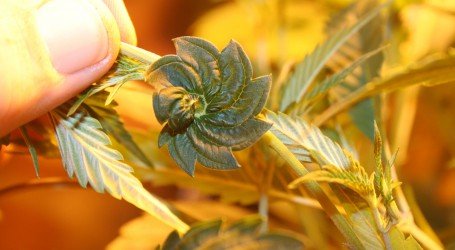 מוטציות של קנאביס – 6 המוטציות הכי מעניינות של צמח הקנאביס