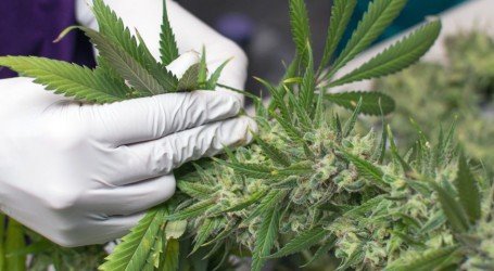 האוניברסיטה העברית: סטארט-אפ ישראלי מאנגליה יממן מחקר לטיפול מבוסס קנאביס לאסתמה