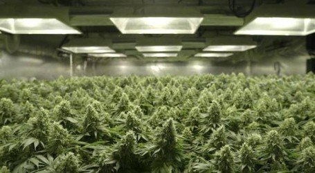 האם הגענו למקסימום הפוטנציאל של THC ו-CBD בפרחי הקנאביס?