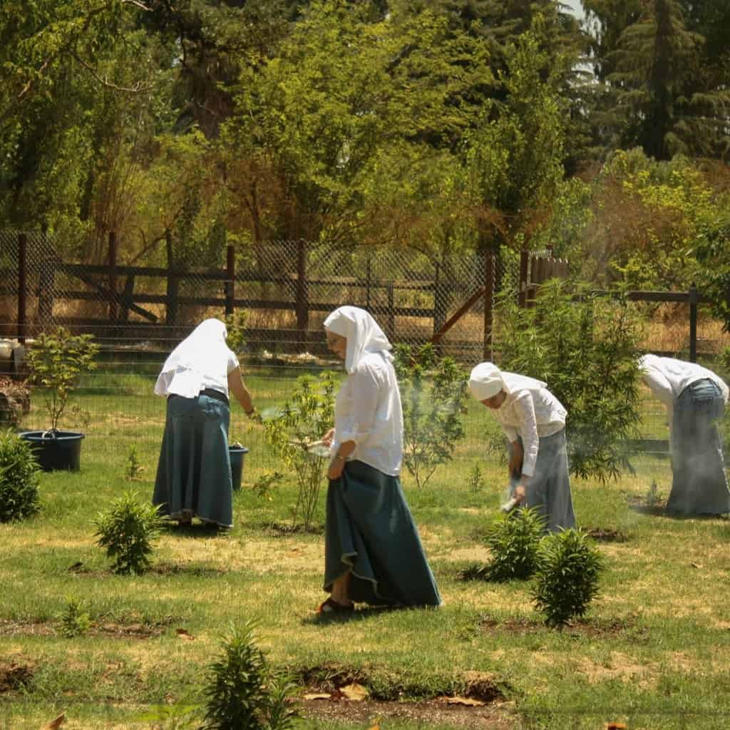 קנאביס עם CBD