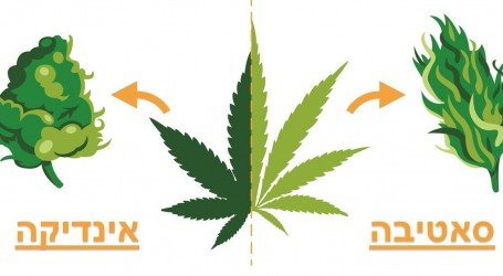 האמת מאחורי המיתוס הגדול על ההבדלים בין זני אינדיקה לסאטיבה