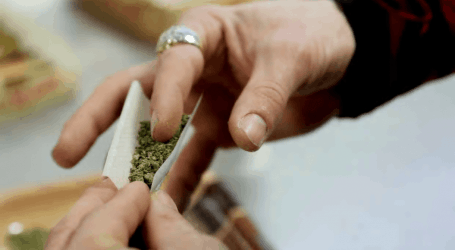 8 עובדות על קנאביס שכדאי לכם לדעת