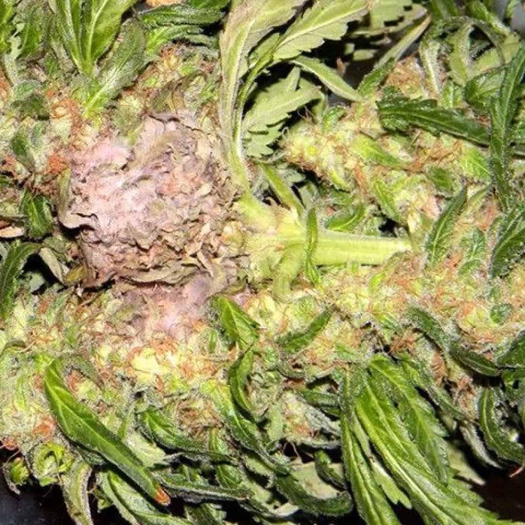 עובש בקנאביס