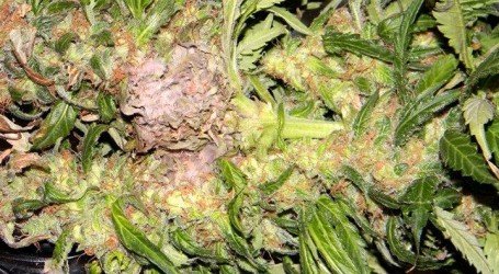 4 דרכים לדעת שיש לכם עובש בקנאביס