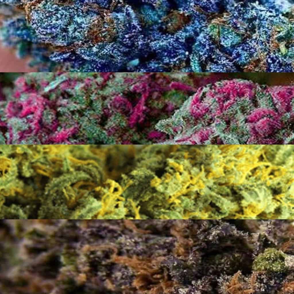 פרחי קנאביס צבעוניים