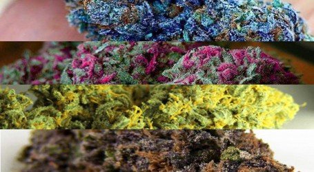 פרחי קנאביס צבעוניים – איך זה קורה? ומה ניתן לעשות כדי לגדל פרחים כאלו?